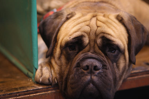 Dogs And Owners Gather For 2012 Crufts Dog Show 