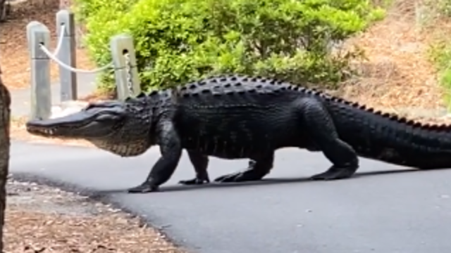 gator-crossing-south-carolina.png 