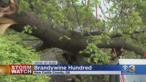 brandywine-hundred-tree-1.jpg 