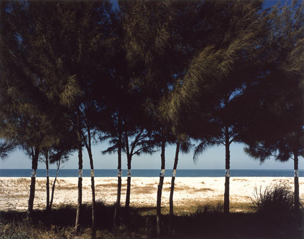 john-pfahl-australian-pines-fort-desoto-florida-august-1977-620.jpg 