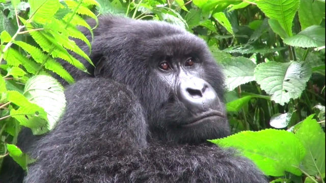 cbsn-fusion-are-gorillas-threatened-by-coronavirus-thumbnail-478594-640x360.jpg 