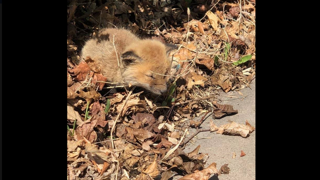 Sick-Baby-Fox-Rescue.png 
