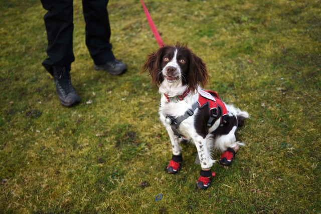 BRITAIN-ANIMAL-CRUFTS 