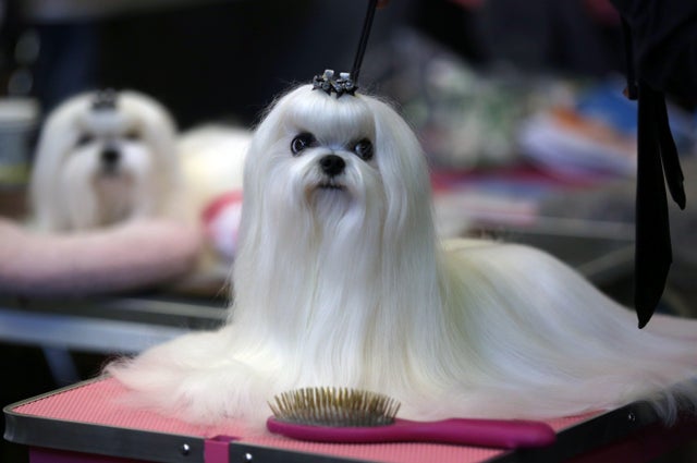 GERMANY-ANIMALS-PETS-FAIR 