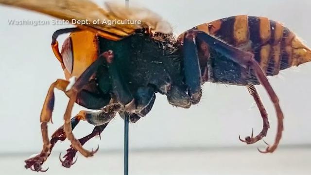 cbsn-fusion-murder-hornets-arrive-in-us-threatening-honeybees-and-even-humans-thumbnail-479990-640x360.jpg 