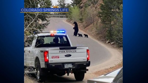 C SPRINGS BEAR 12VO .transfer_frame_408 