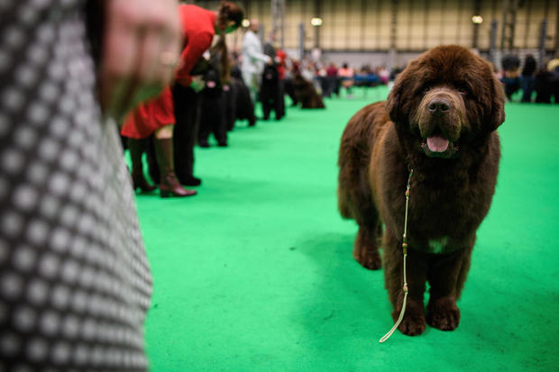 2018 Crufts Dog Show Day One 
