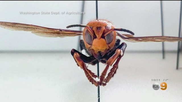Murder-Hornet.jpg 