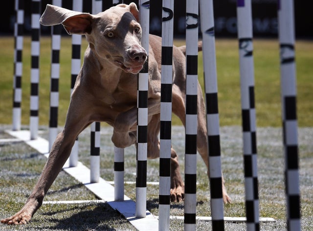 US-ANIMAL-DOG CHALLENGE 