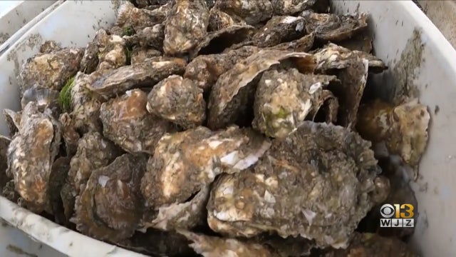 oysters-4-generic-5.5.20.jpg 