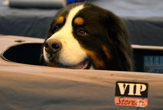 BRITAIN-ANIMAL-CRUFTS 