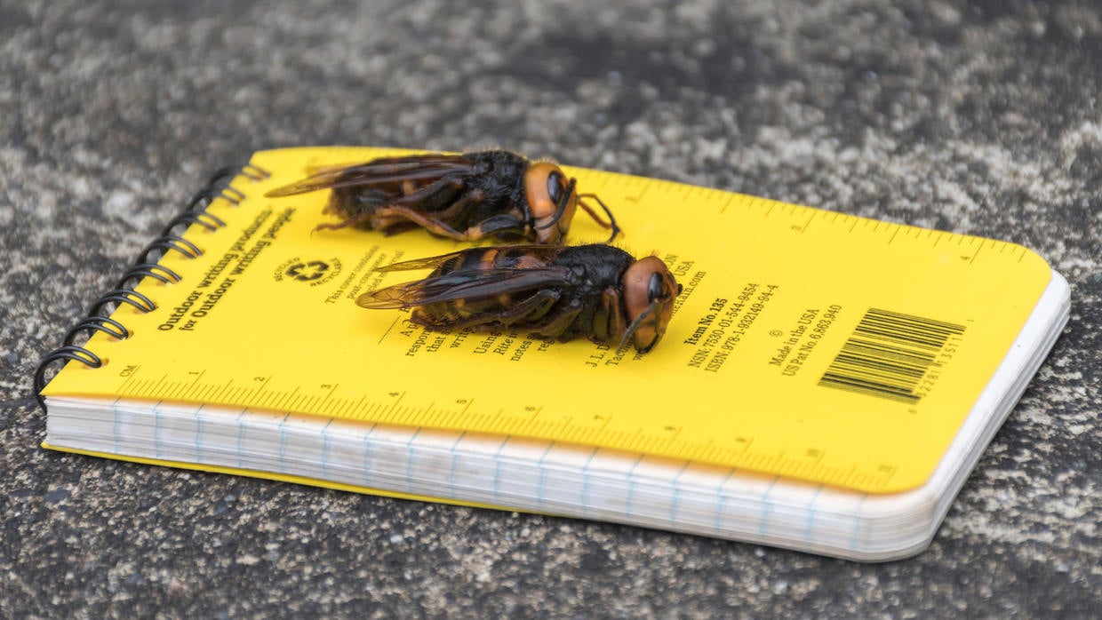 "Murder Hornets" In America: What You Need To Know