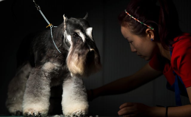 CHINA-ANIMAL-DOG-SHOW 