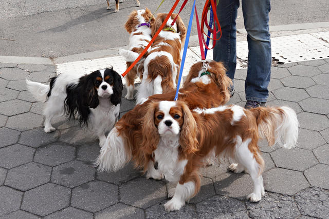 are king charles spaniel the most intelligent dogs