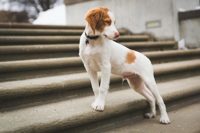 Brittany Spaniel 