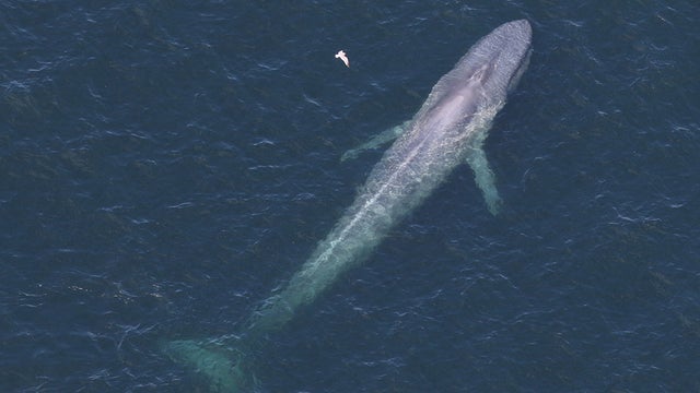 blue-whale-cape-cod.jpg 