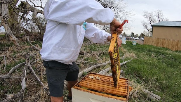 MURDER HORNETS 10 PKG.transfer_frame_0 