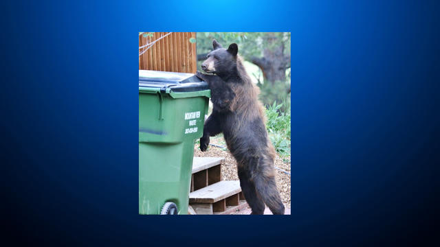 bear-trashcan.jpg 