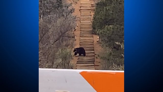 incline-bear-featured.jpg 