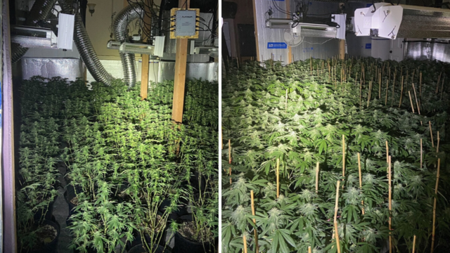 marijuana-plants.png 