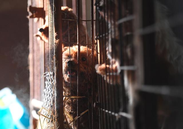 One Puppy Mill Lands Michigan On