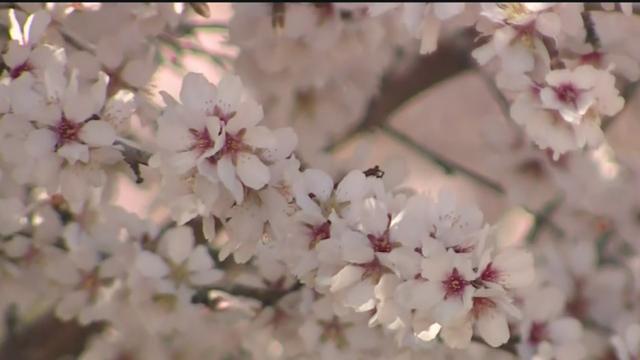 almond-blossom.jpg 