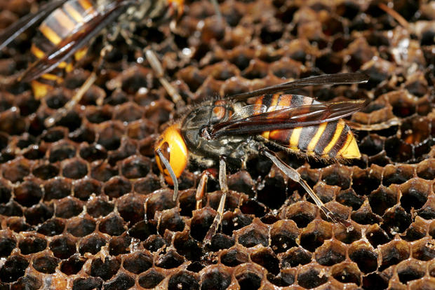 Japanese Giant Hornet, Vespa mandarinia, Hornets inside honey bee nest raiding combs, Hase Valley, Nagano prefecture, Japan 