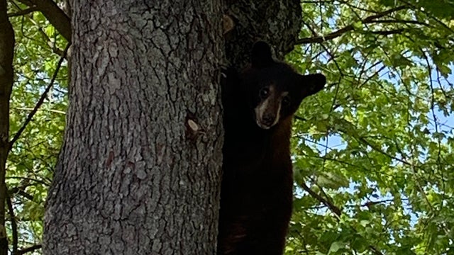 AUBURN-BEAR-2.jpg 