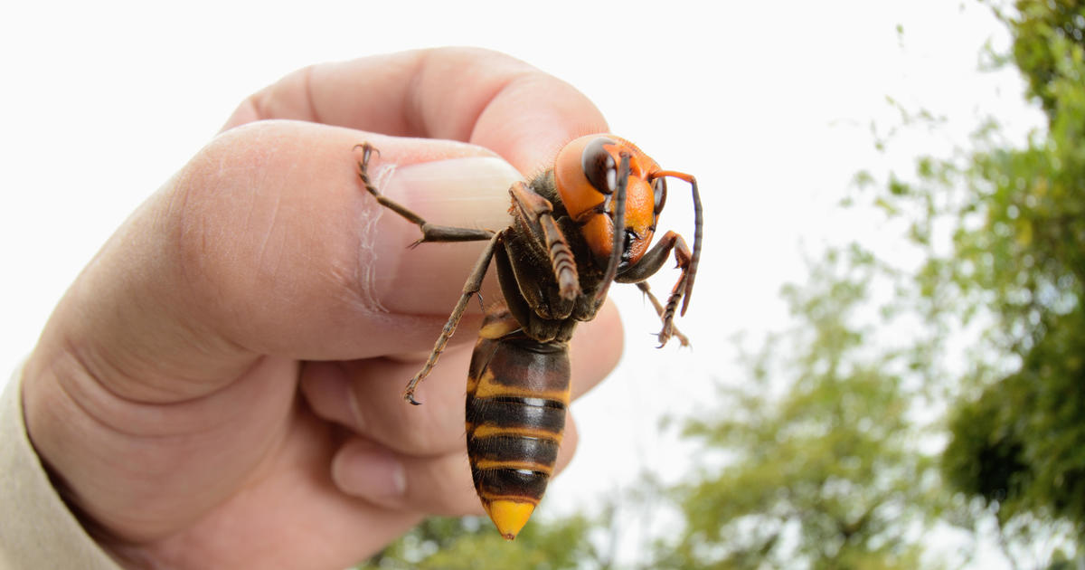 "Murder hornets" in America: What you need to know