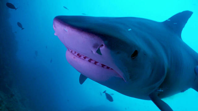 sm-xx-nature-sharks-fiji-051720-for-web0-486014-640x360.jpg 