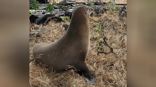 sea-lion.png 