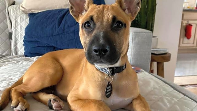 dog.jpeg 