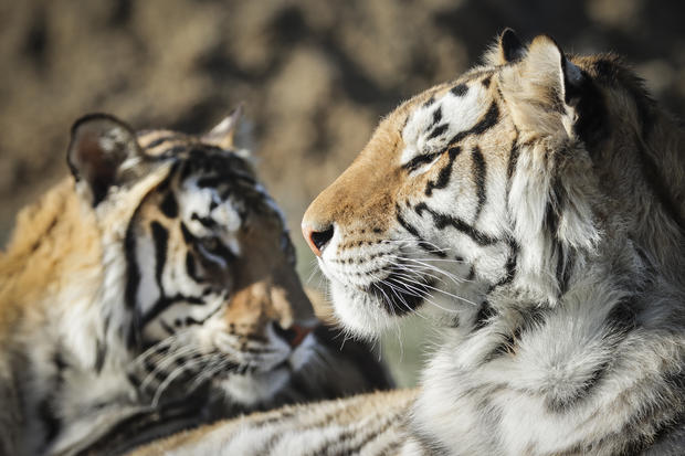 Wild Animal Sanctuary In Colorado Home To Almost 40 Tigers From Wildly Popular Documentary Of Joe Exotic "Tiger King" 