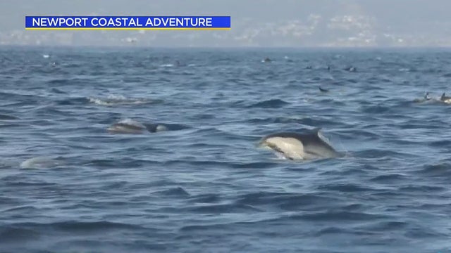 dolphin-superpod.jpg 