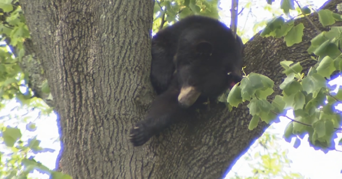 Take A Look: Black Bear Caught On Camera Strolling Through New Jersey ...