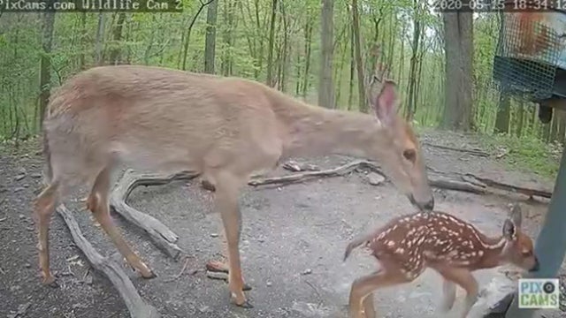 babyfawn.jpg 