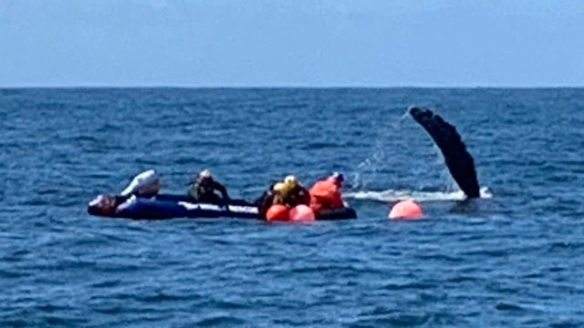 entangled-whale-1-USCG.jpg 