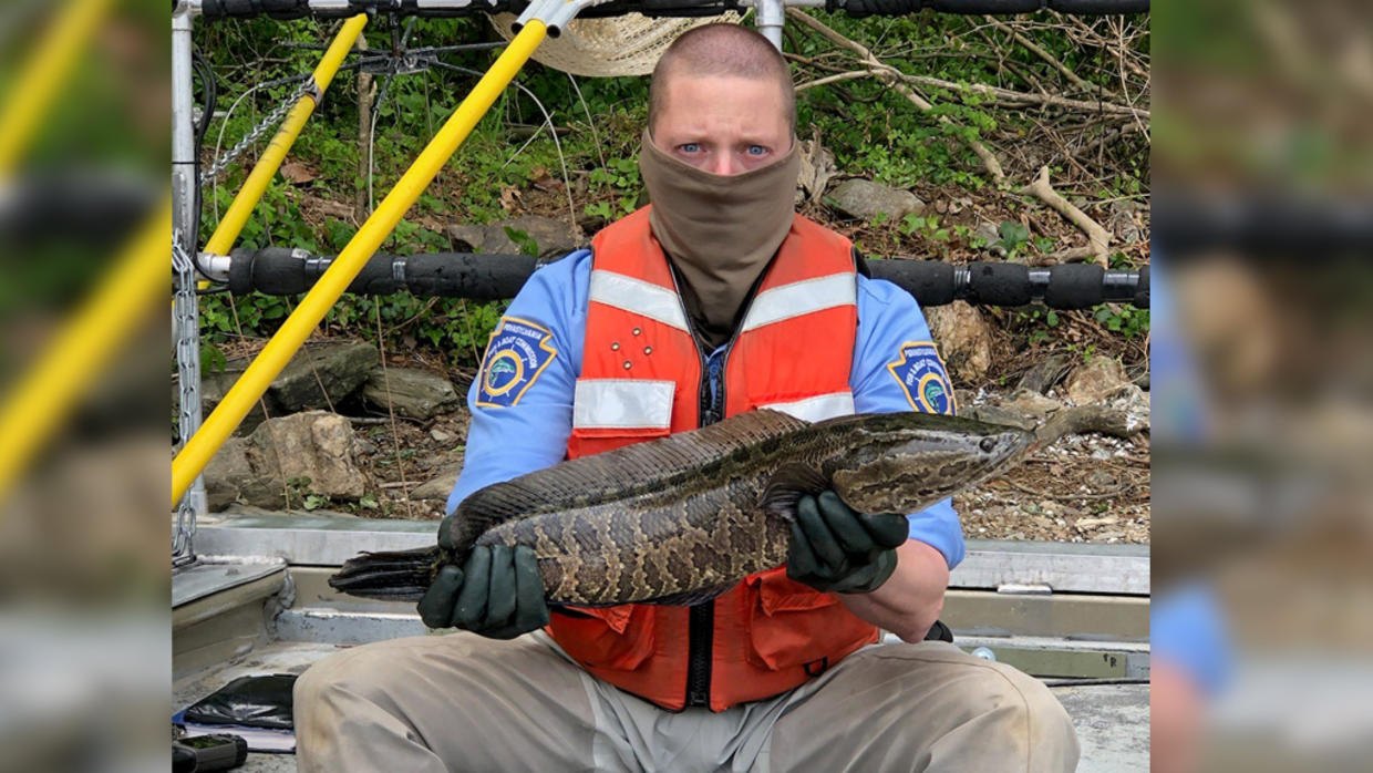 Fish And Boat Commission Warns Anglers To Kill Northern Snakeheads If ...