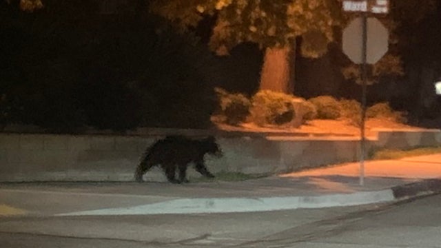 simi-valley-bear.jpg 