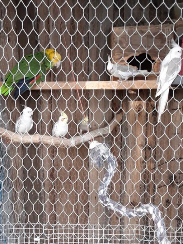 stockton stolen birds 2 