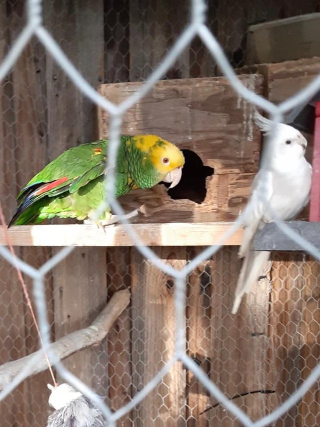 stockton stolen birds 