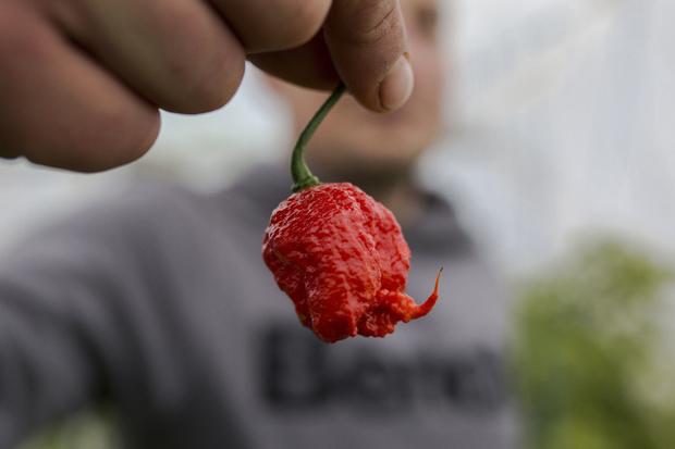 DOUNIAMAG-SERBIA-AGRICULTURE-OFFBEAT-PEPPERS 