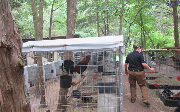 Roosters rescued in Dallas 