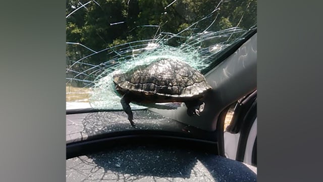 turtle-5.jpg 