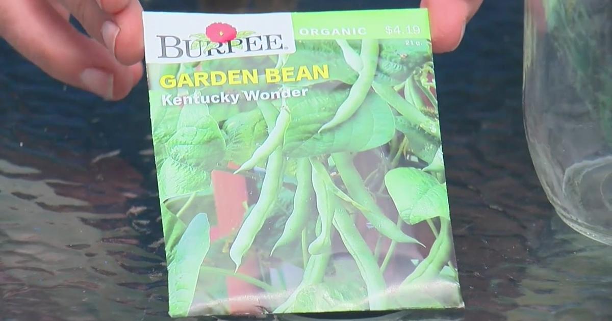 How To See How Seeds Grow - CBS Minnesota