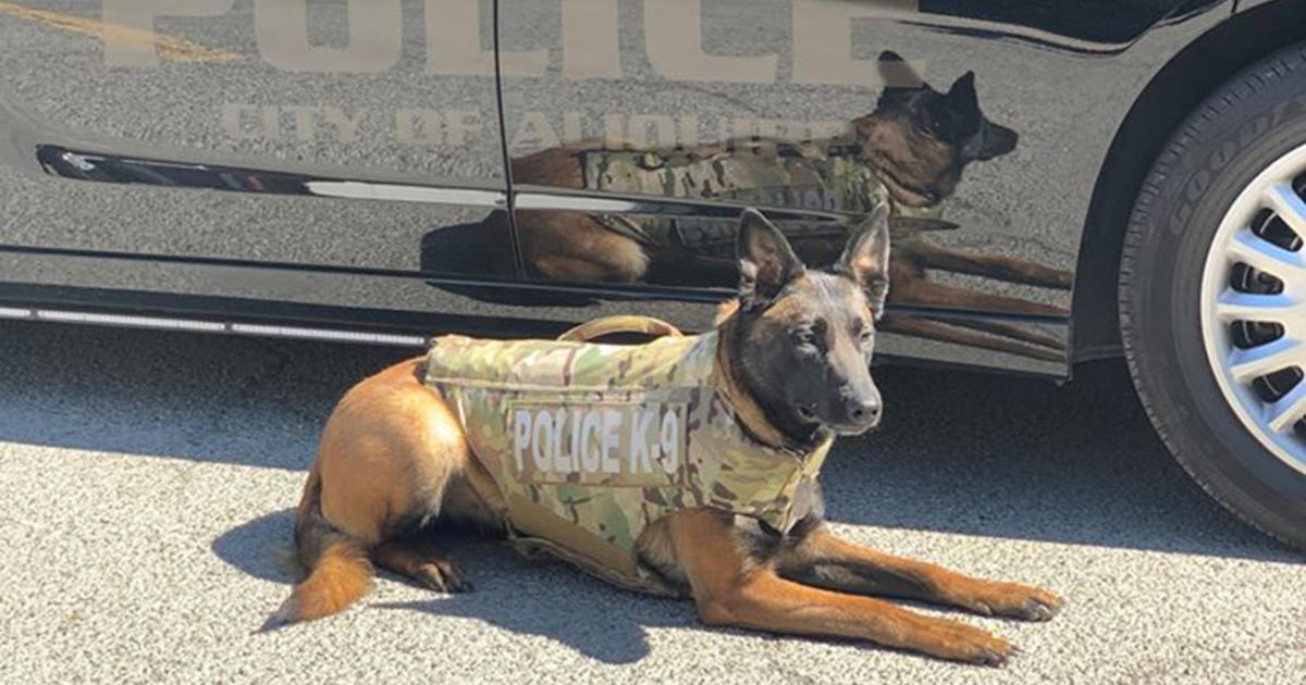 Aliquippa Police Department K9 Officer Stella Receives Body Armor ...