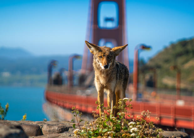 Coyote in front of GG Bridge 