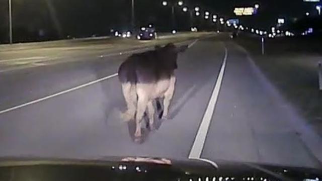 Collin-County-cow-on-the-loose.jpg 