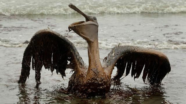 cbsn-fusion-trump-administration-to-gut-century-old-wild-bird-law-in-latest-rollback-of-environmental-protections.jpg 