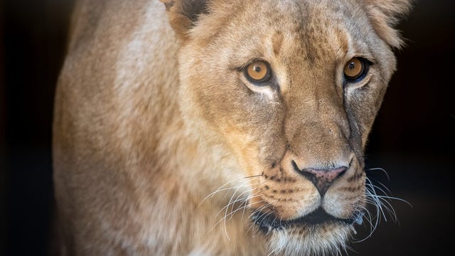 pittsburgh-zoo-lioness-1.jpg 